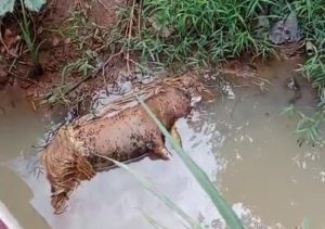 Bangkai Hewan Jenis B2 Meresahkan Warga Lematang , Damkarmat Lampung Selatan Bertindak Cepat