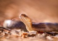 10 arti mimipi tentang ular menurut islam pertanda baik atau buruk