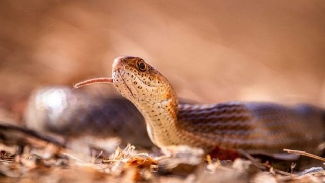 10 arti mimipi tentang ular menurut islam pertanda baik atau buruk