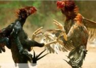 Seolah Kebal Hukum, Judi Sabung Ayam Kembali Aktivitas di Kabupaten Nganjuk