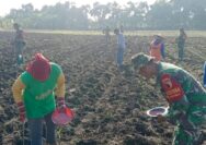 Dukung Program Hanpangan, Babinsa Koramil Kanor Bojonegoro bantu Petani Tanam Bibit Jagung