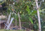 Diduga Ada Aliran Dana, Pihak Terkait Tutup Mata Soal Penambangan Minyak Desa Plantungan