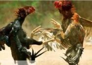 Perjudian 303 Sabung Ayam di Wilayah Kediri Terkesan Kebal Hukum