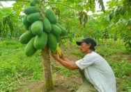 Harga Kates California Terjun Bebas, Petani Berharap Pemerintah Berikan Solusi