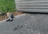 Kecelakaan di Parengan Mobil Penumpang Adu Banteng dengan Pemotor Hingga Terguling