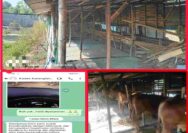 Bukti Dugaan Korupsi Bantuan Sapi Desa Karanglangit Kian Terlihat.!!!