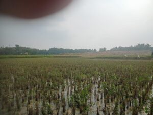 Masyarakat Tepis Pemberitaan Soal CV. Lisa, Lantaran Dinilai Sudah Bantu Kesejahteraan Petani dan Dukung Program Swasembada Pangan