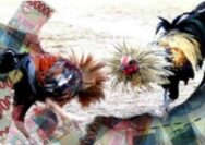 Disinyalir Oknum Becking Kalangan Sabung Ayam Pasembon Sambireo Kecamatan Bangorejo Tak Tersentuh Hukum!!!