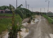 Bertahun-tahun Jalan Rusak Parah Tak Kunjung Di Bangun: Warga Desa Tanami Pohon Pisang Di Jalan Wewenang Kabupaten Gresik