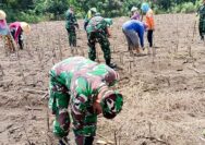 Sukseskan Program Ketahanan Pangan Nasional, Babinsa Koramil Sumberrejo Bojonegoro bantu Petani Tanam Jagung
