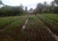 KWT Gampong Ladang Buka Lahan Pertanian Tanami Bawang Merah