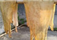 Diduga Penampungan Limbah Kulit di Desa Bangsal Kabupaten Mojokerto Tidak Dilengkapi Ijin