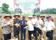 Panen Jagung Serentak di Bangkalan, Bukti Sinergi untuk Ketahanan Pangan