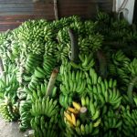 Bapak Bupati ! Petani Pisang di Lampung Selatan Menjerit, Harga Anjlok Bahkan Tak Laku di Jual