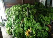 Bapak Bupati ! Petani Pisang di Lampung Selatan Menjerit, Harga Anjlok Bahkan Tak Laku di Jual