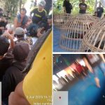 Hanya Beberapa Hari Pasca di Gerebek, Aktifitas Perjudian Sabung Ayam Kecamatan Sukomoro Kembali Beroperasi