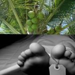 Akibat Angin Kencang, Dua Warga Bumi Agung Tertimpa Pohon Kelapa, Satu Meninggal Dunia dan Satu Luka Parah