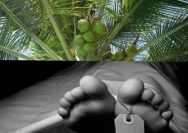 Akibat Angin Kencang, Dua Warga Bumi Agung Tertimpa Pohon Kelapa, Satu Meninggal Dunia dan Satu Luka Parah Akibat Angin Kencang, Dua Warga Bumi Agung Tertimpa Pohon Kelapa, Satu Meninggal Dunia dan Satu Luka Parah
