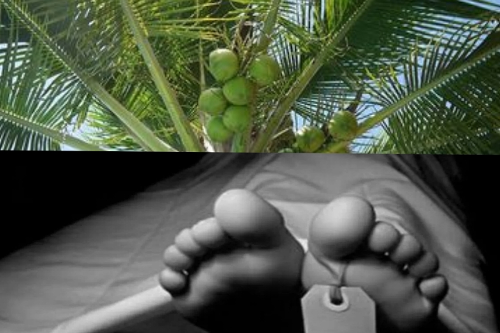Akibat Angin Kencang, Dua Warga Bumi Agung Tertimpa Pohon Kelapa, Satu Meninggal Dunia dan Satu Luka Parah Akibat Angin Kencang, Dua Warga Bumi Agung Tertimpa Pohon Kelapa, Satu Meninggal Dunia dan Satu Luka Parah