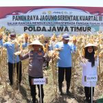 Komitmen Wujudkan Ketahanan Pangan Nasional, Kapolda Jatim Bersama Forkopimda Banyuwangi Gelar Panen Jagung Serentak 1.446 Ton