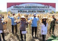 Komitmen Wujudkan Ketahanan Pangan Nasional, Kapolda Jatim Bersama Forkopimda Banyuwangi Gelar Panen Jagung Serentak 1.446 Ton