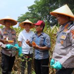 Dukung Swasembada Pangan Nasional Polresta Malang Kota Targetkan Lahan 26,35 Hektar untuk Kuartal IV Dukung Swasembada Pangan Nasional Polresta Malang Kota Targetkan Lahan 26,35 Hektar untuk Kuartal IV