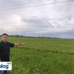 Perum Bulog Lampung Selatan Terus Serap Pembelian Gabah Kering Padi dari Petani Lokal Perum Bulog Lampung Selatan Terus Serap Pembelian Gabah Kering Padi dari Petani Lokal
