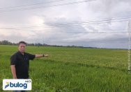Perum Bulog Lampung Selatan Terus Serap Pembelian Gabah Kering Padi dari Petani Lokal