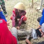 Buaya Nunung Berumur 28 Tahun Peliharaan Warga Natar di Evakuasi Damkarmat Lampung Selatan