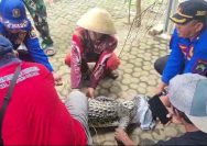 Buaya Nunung Berumur 28 Tahun Peliharaan Warga Natar di Evakuasi Damkarmat Lampung Selatan