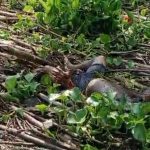 Mayat Mengapung di Way Sekampung Terindentifikasi, Meninggal Saat Mancing