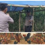 ‎Bandar Judi Sabung Ayam Lecehkan Aparat Penegak Hukum, Usai di Grebek Kini Kembali Beraktivitas