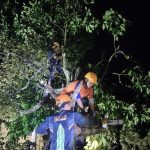 Diterpa Angin Puting Beliung, Pohon Durian Tumbang Menimpa Rumah Warga, BPBD Lampung Selatan Bergegas Melakukan Evakuasi