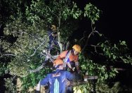 Diterpa Angin Puting Beliung, Pohon Durian Tumbang Menimpa Rumah Warga, BPBD Lampung Selatan Bergegas Melakukan Evakuasi