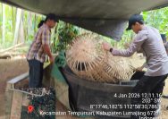 ‎Memalukan, Polsek Tempursari Polres Lumajang Gagal Total Seret Aktor Intelektual Judi Sabung Ayam ke Jeruji Besi