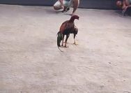 ‎Praktik Perjudian di Lumajang diduga Kebal Hukum Atau Polres Lumajang Tutup Mata?