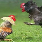 ‎Masyarakat Berharap Polda Jatim Turun ke Lokasi dan Tindak Tegas SP Pelaku Perjudian Sabung Ayam di Desa Sambirejo Banyuwangi