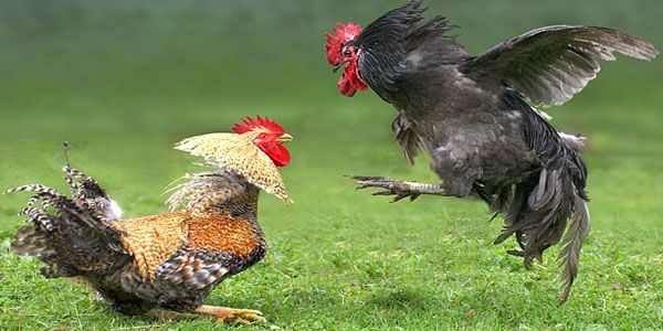 ‎Masyarakat Berharap Polda Jatim Turun ke Lokasi dan Tindak Tegas SP Pelaku Perjudian Sabung Ayam di Desa Sambirejo Banyuwangi