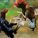 ‎Praktik Judi Sabung Ayam di Sedati Sidoarjo Kembali Beraktivitas