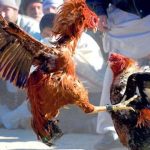 Diduaga Dilindung Oknum Anggota Reskrim Kalangan Sabung Ayam Di Sukorejo Tak Tersentuh Hukum