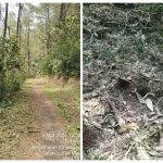 4 Bulan Tanpa Kejelasan, Warga Pertanyakan Kasus Penebangan Hutan Lindung di Argoyuwono