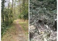 4 Bulan Tanpa Kejelasan, Warga Pertanyakan Kasus Penebangan Hutan Lindung di Argoyuwono