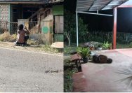 Maraknya ODGJ Liar di Way Kanan, DPD PGK Way Kanan Pertanyakan Peran Dinsos dan Dinkes