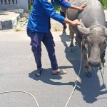 Kerbau Lepas dan Berkeliaran di Kota Kalianda Menarik Perhatian Warga, Damkarmat Ambil Langkah Melakukan Evakuasi