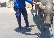 Kerbau Lepas dan Berkeliaran di Kota Kalianda Menarik Perhatian Warga, Damkarmat Ambil Langkah Melakukan Evakuasi