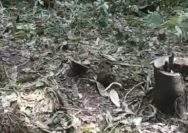 Hutan Lindung Argoyuwono Digunduli: Hukum Mandek, "Aroma" Keterlibatan Tokoh Publik Menguat