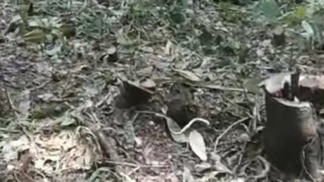 Hutan Lindung Argoyuwono Digunduli: Hukum Mandek, "Aroma" Keterlibatan Tokoh Publik Menguat