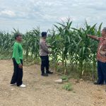 Polresta Sidoarjo Optimalkan Swasembada Pangan, Dampingi Petani Jagung di Krembung