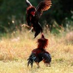 Arena Judi Oknum TNI AL di Pepe Kwangsan Masih Eksis, Masyarakat Desak Panglima TNI dan Kapolri Bertindak