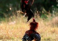 Arena Judi Oknum TNI AL di Pepe Kwangsan Masih Eksis, Masyarakat Desak Panglima TNI dan Kapolri Bertindak